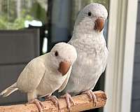 albino-blue-bird-for-sale-in-saint-augustine-fl