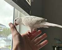 albino-blue-rare-bird-for-sale