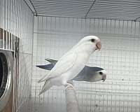 albino-bird-for-sale-in-canonsburg-pa