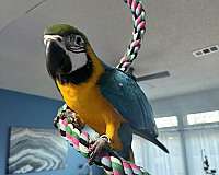 blue-gold-macaw-for-sale-in-arlington-tx