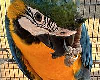 blue-gold-bird-for-sale-in-arlington-tx