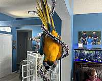 blue-gold-macaw-for-sale