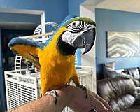 blue-gold-blue-gold-macaw-for-sale