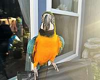 blue-gold-bird-for-sale