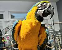 blue-gold-blue-gold-macaw-for-sale