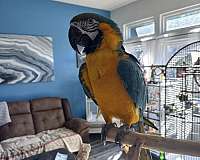 blue-gold-macaw-for-sale-in-arlington-tx