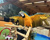 blue-gold-bird-for-sale