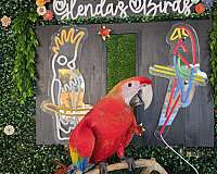 scarlet-macaw-for-sale-in-homestead-fl