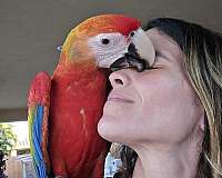 blue-scarlet-macaw-for-sale