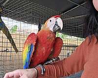 scarlet-scarlet-macaw-for-sale