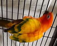 conure-for-sale