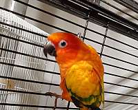 green-yellow-conure-for-sale