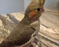 playful-tame-baby-adult-bird