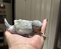 ringneck-parakeet-for-sale-in-layton-ut