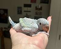 ringneck-parakeet-for-sale