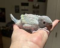 blue-pied-bird-for-sale-in-layton-ut