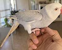 parrot-for-sale-in-orlando-fl