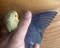 lovebird-for-sale-in-stockton-ca