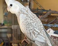 cockatiel-for-sale-in-greenfld-ctr-ny