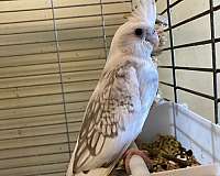 baby-cockatiel-for-sale