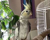 baby-cockatiel-for-sale