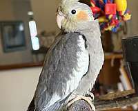 cockatiel-for-sale-in-greenfld-ctr-ny