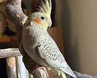 cockatiel-for-sale