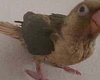 female-bird-for-sale-in-kooskia-id