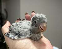 baby-quaker-parrots-for-sale