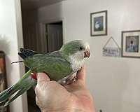 quaker-parrots-for-sale-in-layton-ut