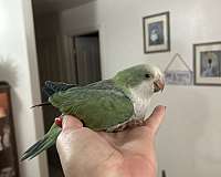 quaker-parrots-for-sale