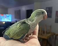 baby-quaker-parrots-for-sale