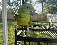 yellow-naped-amazon-parrot-for-sale-in-kenner-la