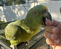 yellow-naped-amazon-parrot-for-sale