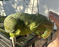 male-bird-for-sale-in-kenner-la