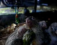 conure-for-sale