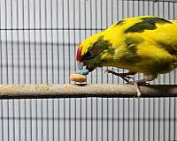 yellow-bird-for-sale-in-albuquerque-nm