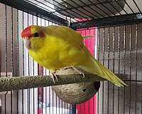 pied-bird-for-sale-in-albuquerque-nm