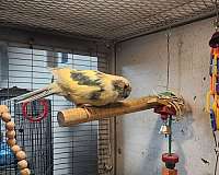 grass-parakeet-for-sale-in-albuquerque-nm