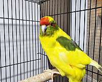 male-bird-for-sale-in-albuquerque-nm