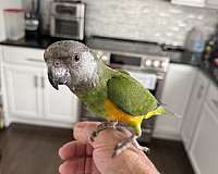 parrot-for-sale-in-ayer-ma