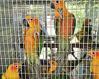 conure-for-sale-in-marion-sc