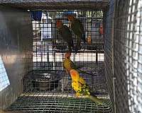 conure-for-sale