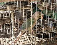 adult-bird-for-sale-in-marion-sc