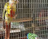 conure-for-sale