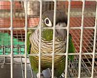 bird-for-sale-in-marion-sc