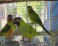 male-bird-for-sale-in-marion-sc