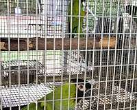 conure-for-sale-in-marion-sc