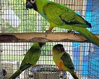 conure-for-sale