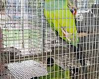 bird-for-sale-in-marion-sc